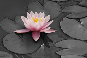 Hybrid water lily (Nymphaea x hybrid). Modified image of flower