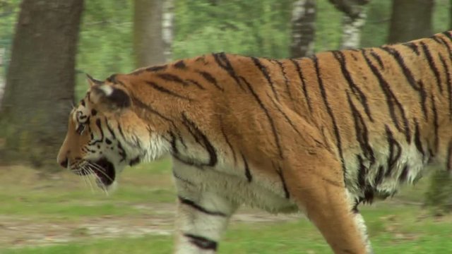Close up of a tiger
