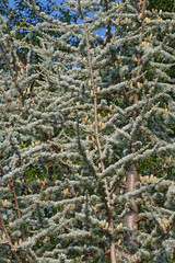 Atlas cedar (Cedrus atlantica). Another scientific name is Cedrus libani atlantica. Tree with pollen cones