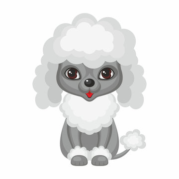 Poodle. Vector image of a cute purebred dogs in cartoon style.