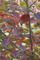 Amethyst witch hazel (Hamamelis x intermedia Amethyst)