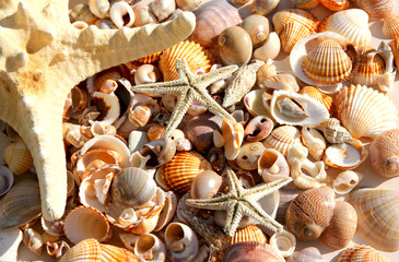 Shells and sea stars, sea treasure