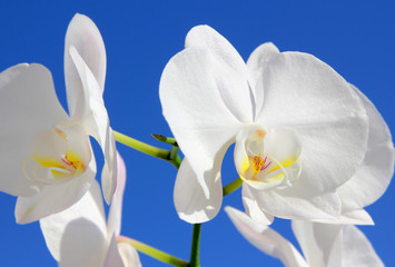 White orchid in blue sky