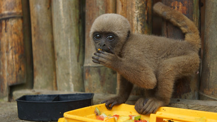 Fototapeta premium Curious baby Chorongo monkey eating fruit in the El Coca Zoo staring at the camera lens. Common names: Woolly monkey, Chorongo monkey. Scientific name: Lagothrix lagothricha