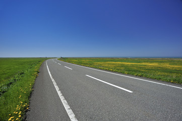 タンポポ咲く道