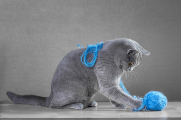 British Blue cat  playing with  ball of yarn