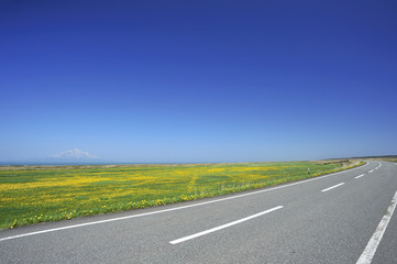 タンポポ咲く道