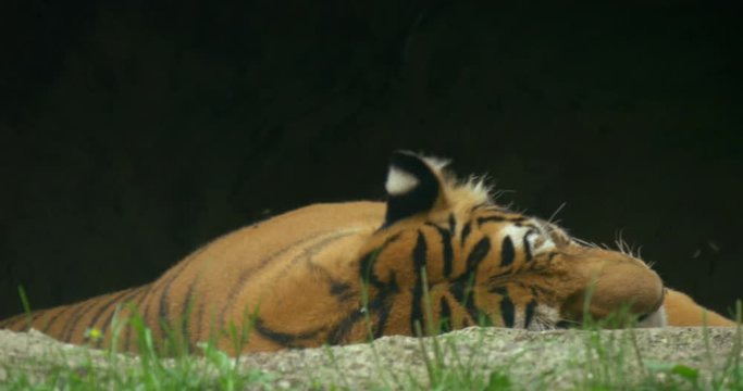 Close up of a tiger