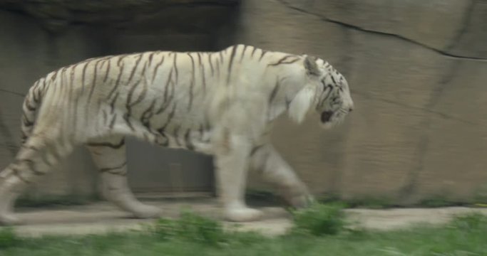 Rare Black and White Striped Adult Tiger