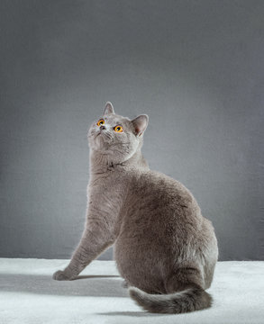 British Blue cat on a gray background
