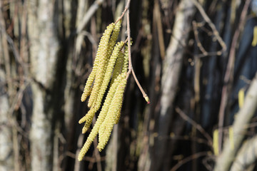 Flowering hazel hazelnut