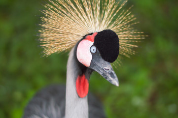 Portrait of beautiful grey crowned crane