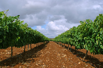 Fototapeta na wymiar Irrigated vineyard on trellis with cloudy sky background (2)