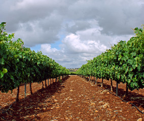 Fototapeta na wymiar Irrigated vineyard on trellis with cloudy sky background (3)