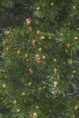 Lace-bark pine (Pinus bungeana). Pollen cones