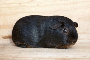 Schwarzes Meerschweinchen mit Lohzeichnung (Jungtier)