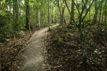Trekking path in autumn