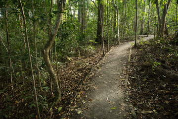 Obraz premium Trekking path in autumn