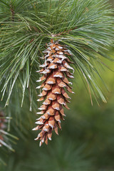 Ayacahuite pine (Pinus ayacahuite). Called Mexican white pine also © nickkurzenko