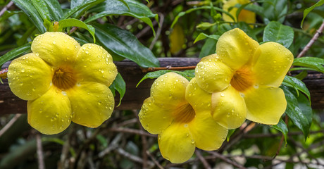 Flor amarela.