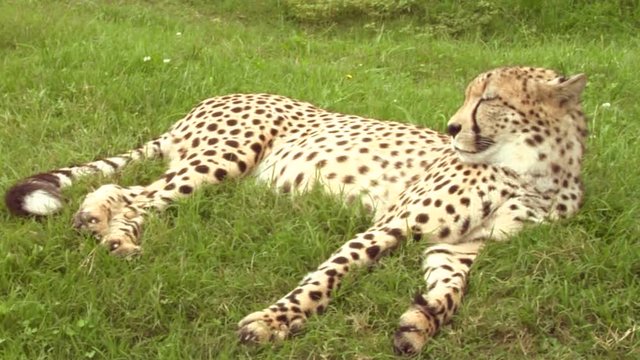 A cheetah resting on grass