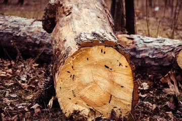 The wooden log 