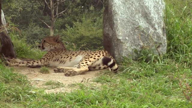 A cheetah resting under a tree