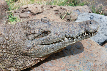 close-up photo of alligator head with open jaw