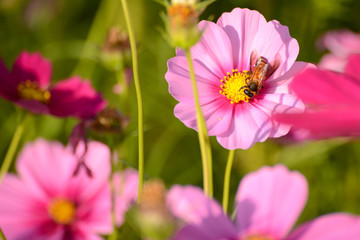 Cosmos flower field