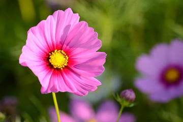 Fototapeta premium Cosmos flower field