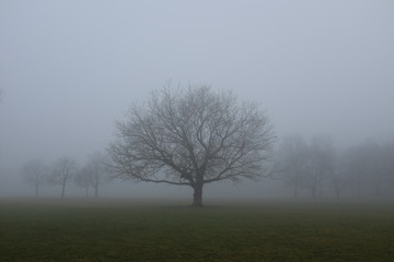 Obraz na płótnie Canvas Baum im Nebel im Herbst