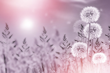 Fluffy dandelion flower against the background of the summer lan © alenalihacheva