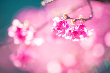 Fototapeta premium Soft focus Sakura flower on nature background