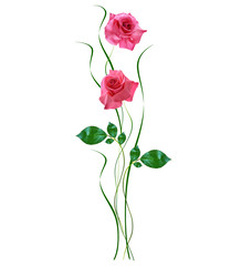 Fototapeta premium flower buds of roses isolated on white background