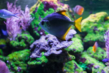 Monodactylus argenteus swimming under water among beautiful bright coral