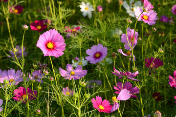 Cosmos flower field
