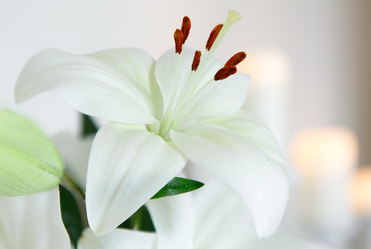 White Lily closeup against a backdrop of candles. Flowers. Postcard