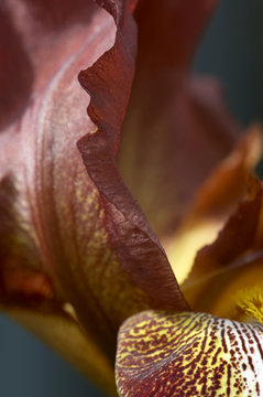 Close up of Iris flower 