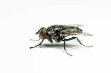 Macro view of nature fly machine on white background