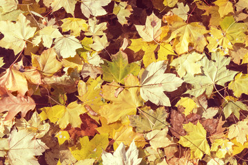 Autumn background. Fall yellow maple leaves lying on the water.