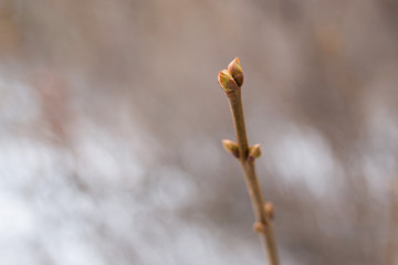 bud on a tree in spring