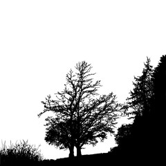 Realistic tree silhouette (Vector illustration).