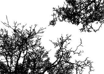 Realistic tree silhouette (Vector illustration).