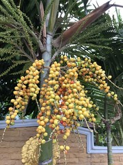 Areca catechu or Areca palm or Indian nut or Pinang palm or Betel nuts or Betel palm tree.