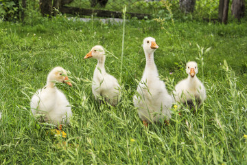 In summer, the grass four little goslings.