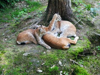 Naklejka na ściany i meble Luchs-Familie (Lynx Lynx) kuschelt im Wald