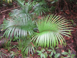 Cercles muraux Palmier Dypsis lutescens or Areca palm or Golden Cane palm or Golden feather palm or butterfly palm.