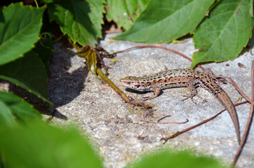 Lizard on the gray stones among green leaves