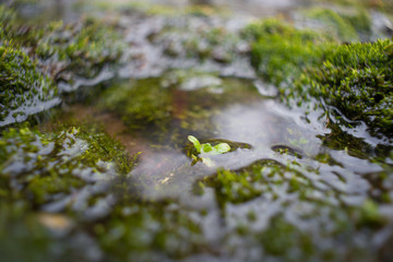 beginning of life, sprout in the swamp