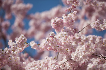  Blutpflaumen in voller Blüte in Lippstadt.
